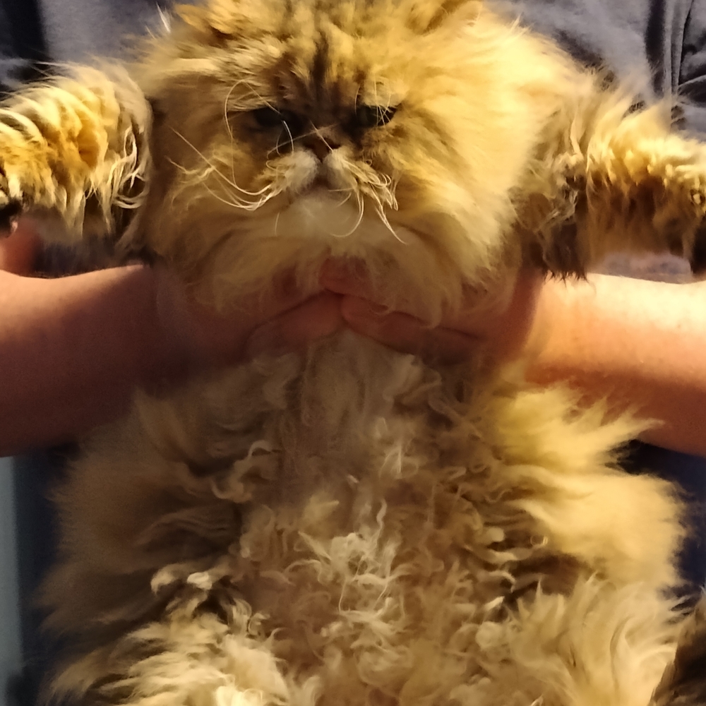 Meet your Posher, Patricia